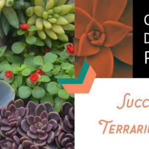 Create, Design, Plant – Succulent Terrarium